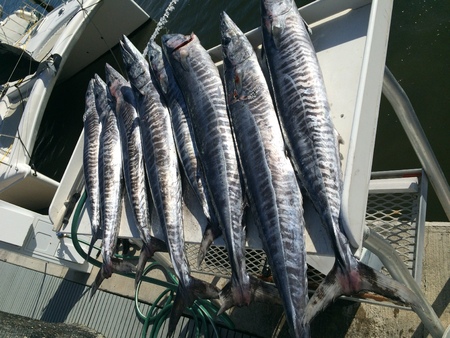 Wahoo bite off Miami. Hot Shot hooks up again. 